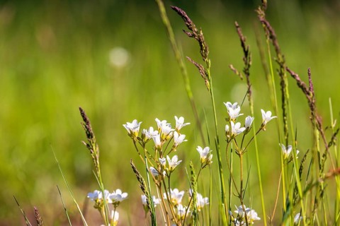 Flowering Meadow saxifrage (Saxifraga granulata) on a meadow and blade of grass