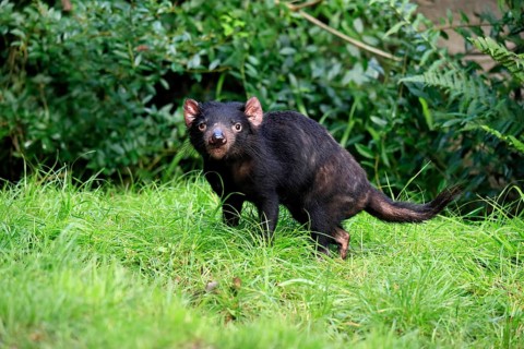 Tasmanian devil (Sarcophilus harrisii), adult, vigilant, running, captive, Tasmania, Australia,