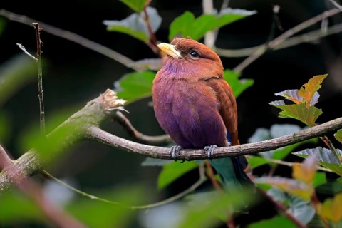 Broad-billed roller (Eurystomus glaucurus), adult, on tree, vigilant, captive