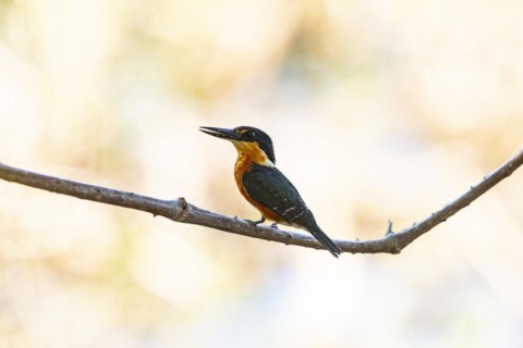 Two-coloured Kingfisher (Chloroceryle india) Pantanal Brazil