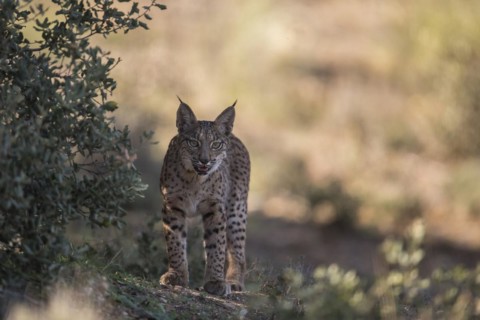 Iberian lynx young animal, Iberian lynx (Lynx pardinus), Extremadura, Castilla La Mancha, Spain,