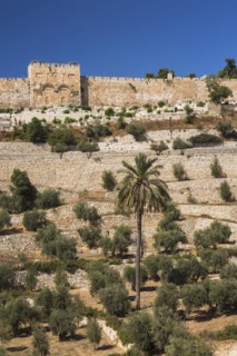 Cemetery with olive trees and fortified stone wall with Golden Gate, Old City of Jerusalem, Israel,