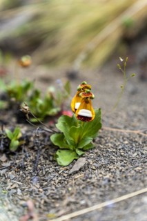 Sand Ladys Slipper (Calceolaria uniflora), Torres de Paine, Magallanes and Chilean Antarctica,