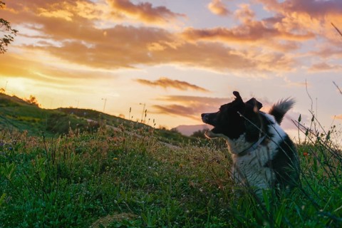 A dog in profile while the sun sets behind the valley. Light from sunlight and border collie. Dog