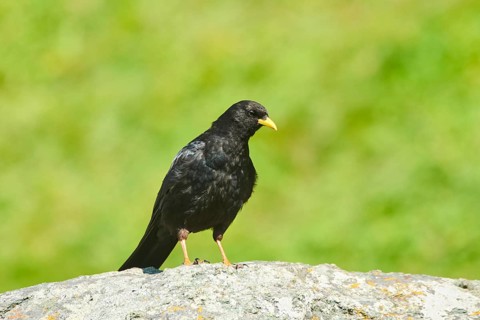 Yellow-billed chough (Pyrrhocorax graculus) sitting on a rock in the mountains at Hochalpenstrasse,