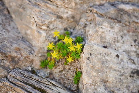 Yellow mountain saxifrage (Saxifraga aizoides) blooming in the mountains at Hochalpenstrasse,