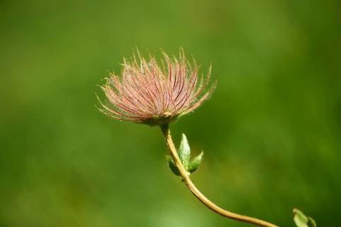 Alpine avens (Geum montanum) seeds in the mountains at Hochalpenstrasse, Pinzgau, Salzburg,