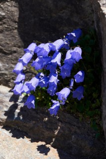Earleaf bellflower (Campanula cochleariifolia) blooming in the mountains at Hochalpenstrasse,