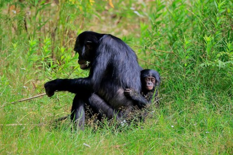 Bonobo, bonobo (Pan Paniscus), female, adult, young animal, feeding, Great ape, Primate,