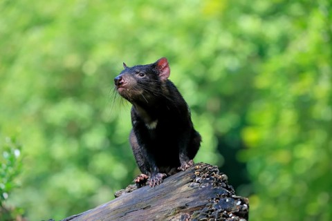 Tasmanian devil (Sarcophilus harrisii), adult, vigilant, on tree trunk, captive, Tasmania,