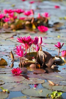 Nymphaea pubescens or hairy water lily or pink water lily, Backwaters, Kerala, India, Asia