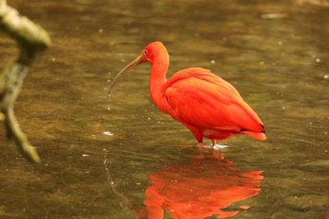 Scarlet ibis (Eudocimus ruber)