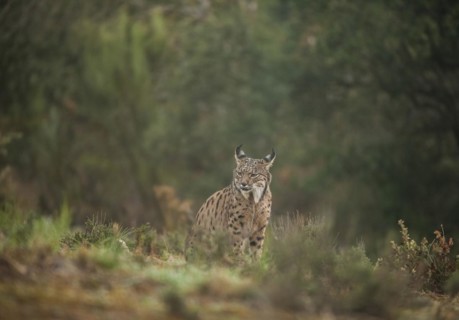 Pardell Lynx female, Iberian Lynx (Lynx pardinus), Extremadura, Castilla La Mancha, Spain, Europe