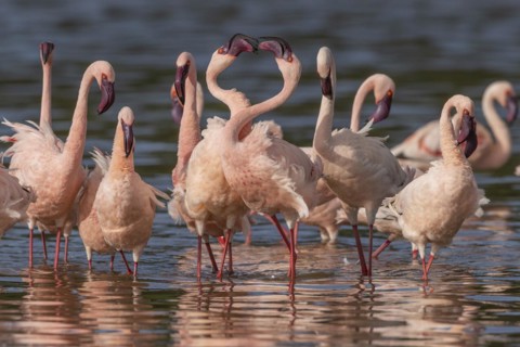 Lesser Flamingos (Phoeniconaias minor), Lake Ndutu, Ndutu Conservation Area, Tanzania, Africa
