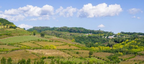 Vineyard of grapes in the Vale dos Vinhedos in Bento Goncalves, a gaucho wine