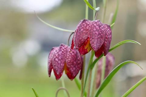 Snake's Head Fritillary (Fritillaria meleagris), flowers in a meadow, inflorescence, early bloomer,