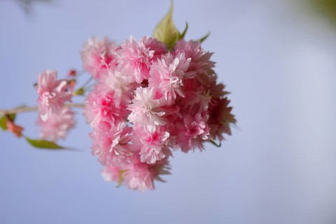 Japanese cherry (Prunus serrulata), twig with pink flowers against a blue sky, Wilnsdorf, North
