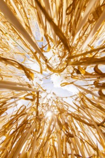 Sun breaking through the golden wheat field, photographed from below, Cologne, North