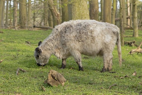Galloway cattle, Geltinger Birch, Goldhoeft, Nieby, Schlei, Schleswig-Holstein, Germany, Europe