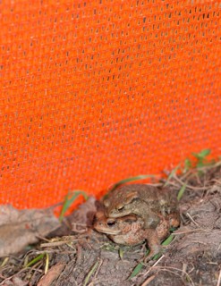 Two Common toads (Bufo Bufo) on the ground, male and female animal, pair in amplexus looking for