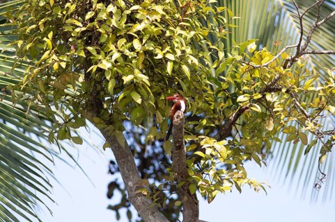 White-throated kingfisher (Halcyon smyrnensis) or Common kingfisher in Kerala's backwaters,