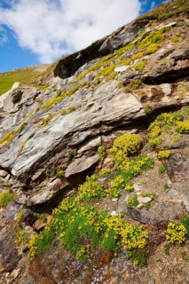 Yellow mountain saxifrage (Saxifraga aizoides) blooming in the mountains at Hochalpenstrasse,
