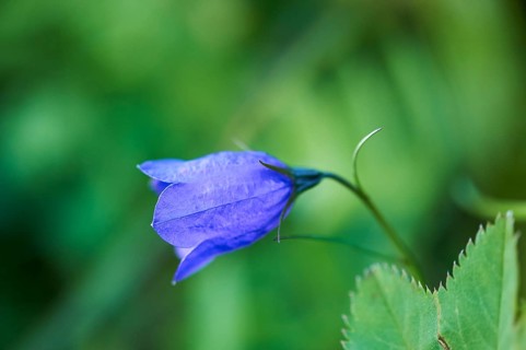 Earleaf bellflower (Campanula cochleariifolia) blooming in the mountains at Hochalpenstrasse,