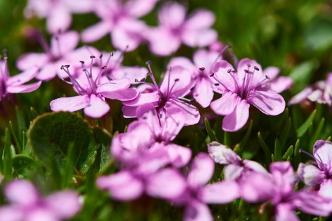 Moss campion (Silene acaulis) blooming in the mountains at Hochalpenstrasse, Pinzgau, Salzburg,