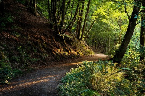 A forest path in a mixed forest with many Beech trees in summer. A chestnut tree on the right. The