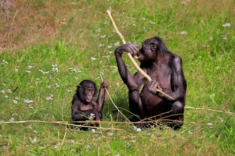 Bonobo, bonobo (Pan Paniscus), female, adult, young animal, feeding, Great ape, Primate,