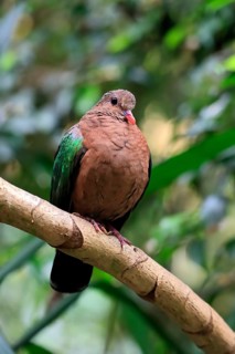 Common emerald dove (Chalcophaps indica), adult, perch, vigilant, captive, Southeast Asia