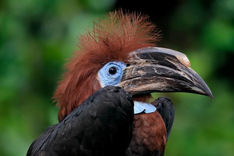 Black-casqued hornbill (Ceratogymna atrata), adult, female, portrait, captive, South America
