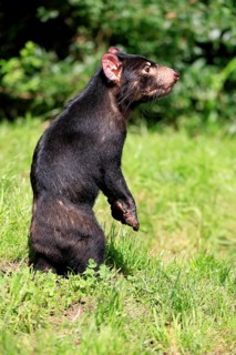 Tasmanian devil (Sarcophilus harrisii), adult, alert, upright, captive, Tasmania, Australia,