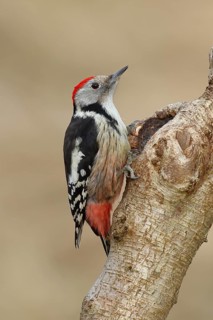 Middle spotted woodpecker (Dendrocopos medius) sitting at a water pot in a tree trunk, Animals,
