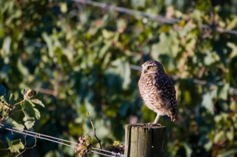 Beautiful owl (Glaucidium minutissimum) in vineyard