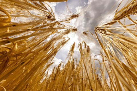 Ripe, golden ears of barley in the foreground with brightly lit clouds in the background, Cologne,