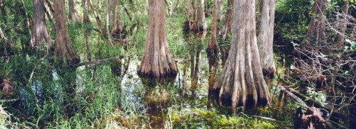 Kirby Storter Roadside Park, Tamiami Trail East, Ochopee, Everglades, Florida, USA, North America