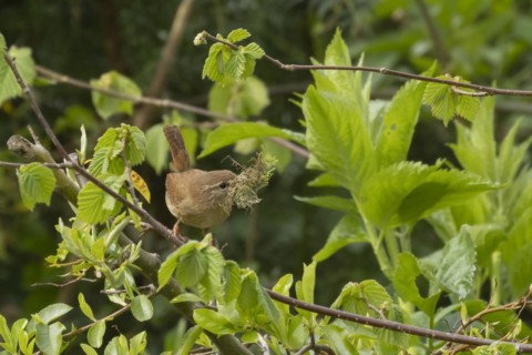 European wren (Troglodytes troglodytes) adult bird with moss for nesting material in its beak on a