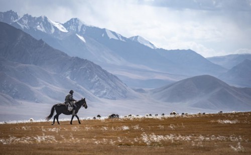 Nomadic life on a plateau, shepherd on horse, flock of sheep, dramatic high mountains, Tian Shan