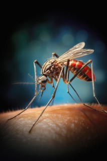 Close up portrait of a Mosquito biting skin, AI generated