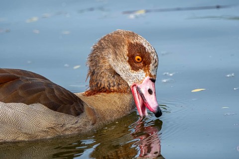 Egyptian geese (Alopochen aegyptiaca) in the River Main, Offenbach am Main, Hesse, Germany, Europe