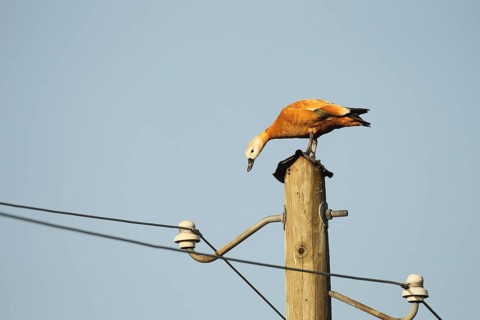 Ruddy shelduck (Tadorna ferruginea) female animal resting on a power pole, Allgaeu, Bavaria,