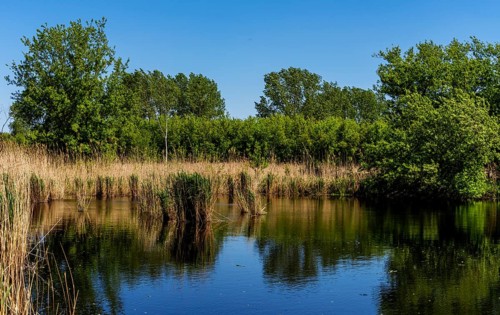 Nature at the large cleaning pond in Beech Forest, Hobrechtswald, Beech, Brandenburg, Germany,