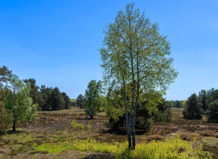 Schoenower Heide nature reserve, Schoenow, Brandenburg, Germany, Europe