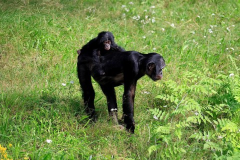 Bonobo, bonobo (Pan Paniscus), female, adult, young animal, foraging, Great ape, Primate,