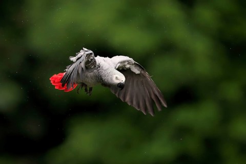 African grey parrot, (Psittacus erithacus timneh), adult, flying, captive