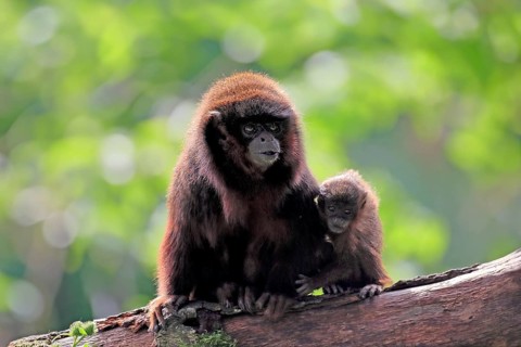 Coppery titi (Plecturocebus cupreus), adult, female, young animal, mother with baby, on tree,