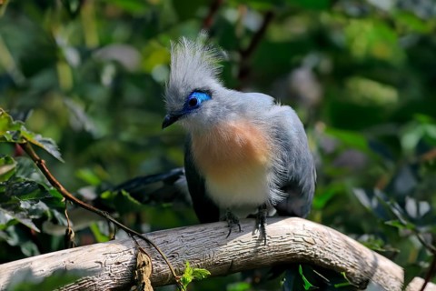 Crested coua (Coua cristata), Crested coua, adult, perch, captive, Madagascar, Africa