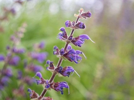 Meadow Clary (Salvia pratensis), near Riegersburg, Styria, Austria, Europe