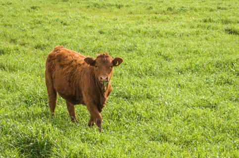 Beautiful red angus calves grazing nutritious pasture, Cambara do sul, Rio Grande do sul, Brazil,